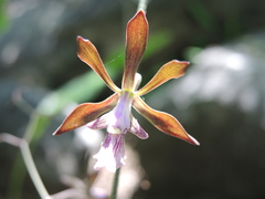 Encyclia acapulcensis