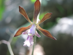 Encyclia acapulcensis