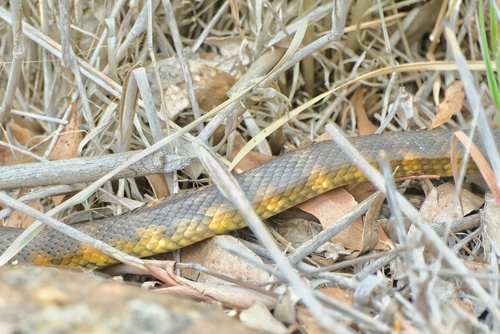 Tiger Snake sighting
