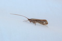 Limnephilus ornatus
