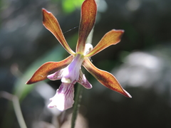 Encyclia acapulcensis