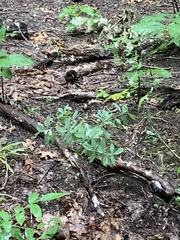 Baptisia bracteata leucophaea