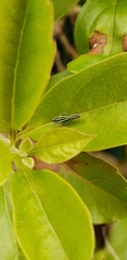 Sibovia sagata