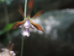 Encyclia acapulcensis
