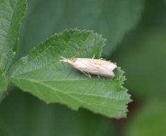 Ematheudes punctella