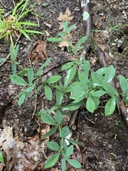 Baptisia bracteata leucophaea