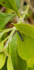 Sibovia sagata