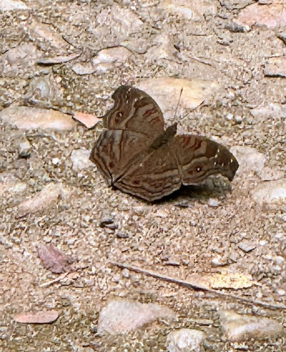 Island Brown Pansy