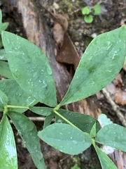 Baptisia bracteata leucophaea
