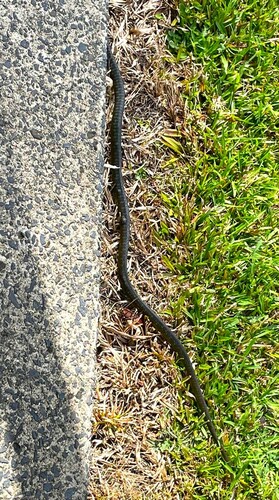 Common Tree Snake sighting