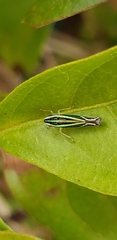 Sibovia sagata