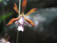 Encyclia acapulcensis