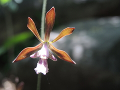 Encyclia acapulcensis
