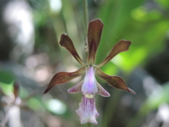 Encyclia acapulcensis