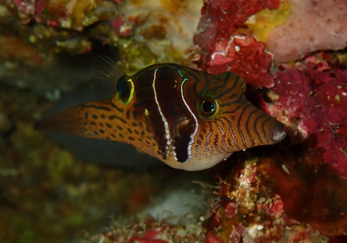 Canthigaster ocellicincta observed 2024-10-29