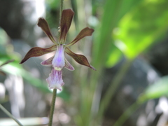 Encyclia acapulcensis