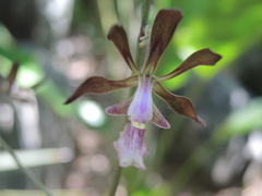 Encyclia acapulcensis