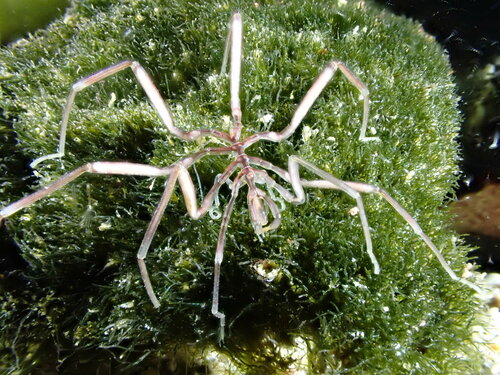 Nymphon gracile Leach, 1814