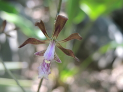 Encyclia acapulcensis