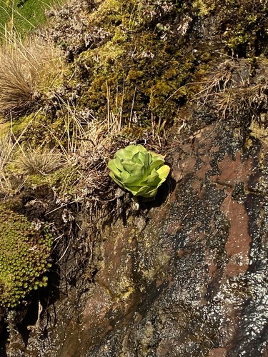 Image of Pringlea antiscorbutica by (c) eloise kerroux, some rights reserved (CC BY)