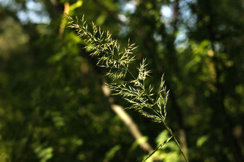 Calamagrostis obtusata