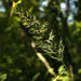 Calamagrostis obtusata - Photo (c) Ринат Султанов, μερικά δικαιώματα διατηρούνται (CC BY-NC), uploaded by Ринат Султанов
