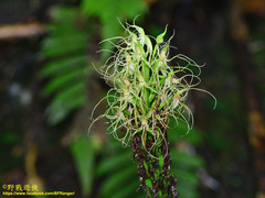 Habenaria pantlingiana