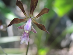 Encyclia acapulcensis