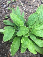 Pentaglottis sempervirens