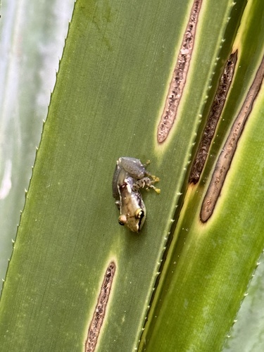 Guibemantis ambakoana