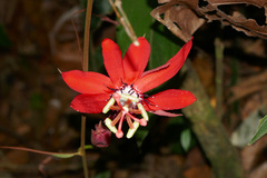 Passiflora miniata