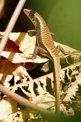 Emoia nigra
