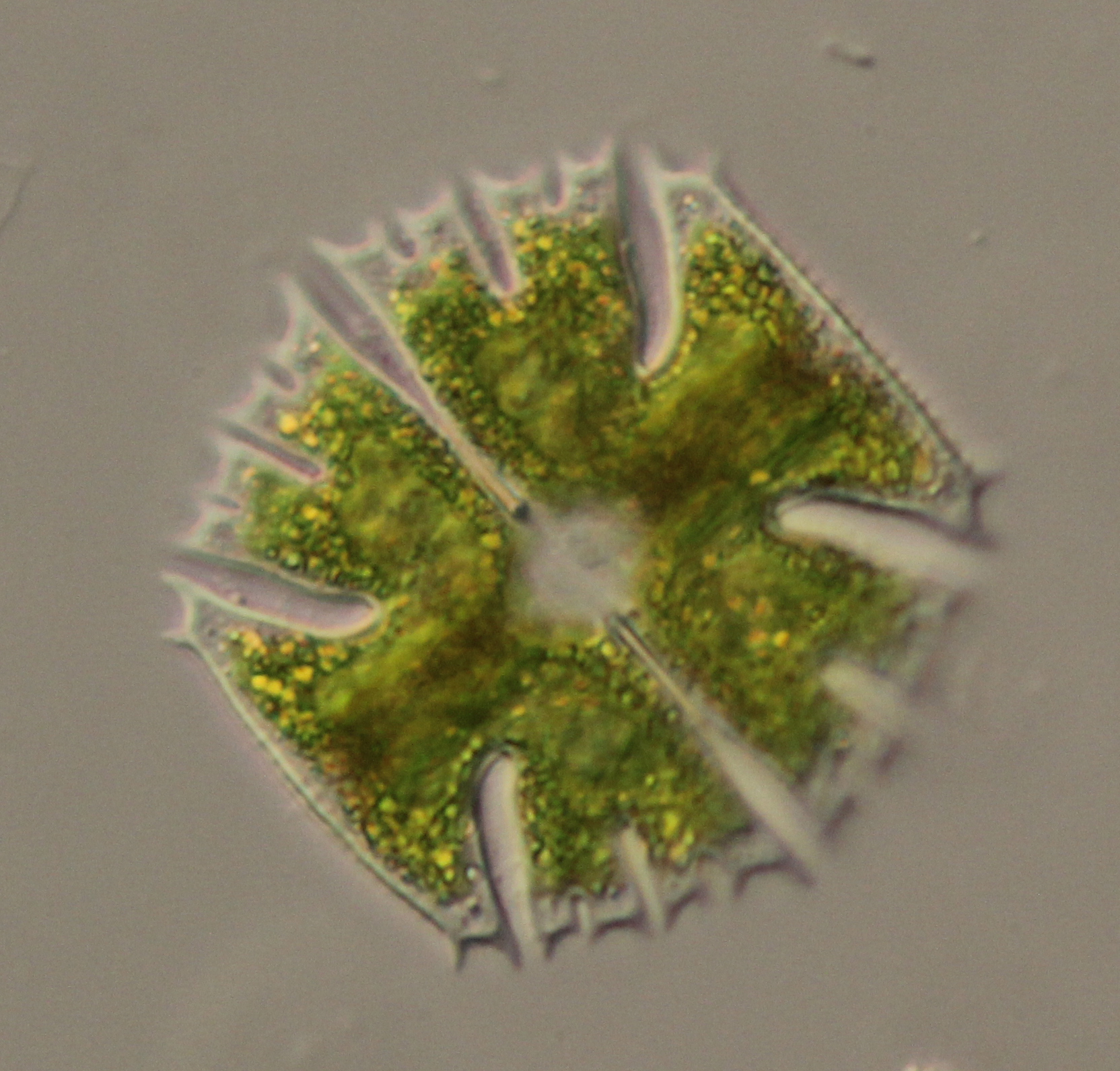 Micrasterias abrupta