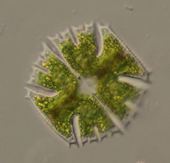 Micrasterias abrupta