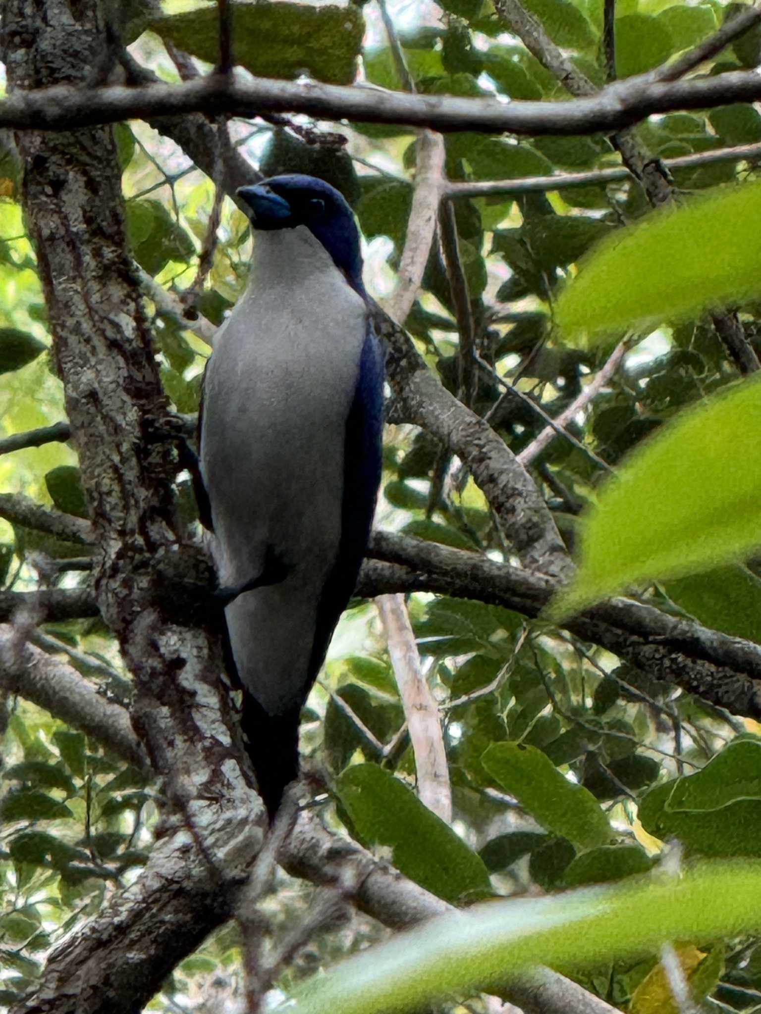 Madagascar Blue Vanga (Cyanolanius madagascarinus), photo 2