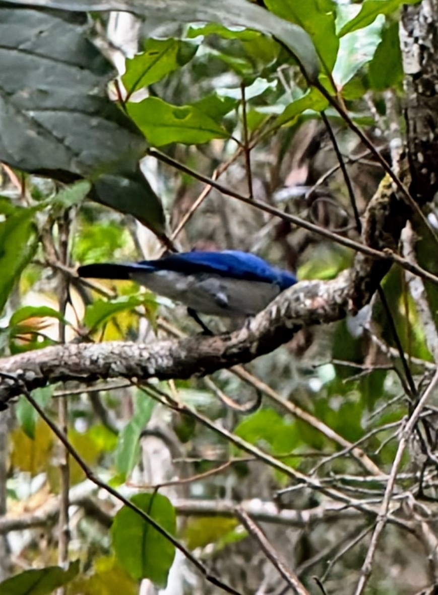Madagascar Blue Vanga (Cyanolanius madagascarinus), photo 3
