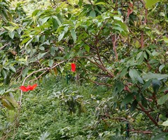 Sterculia lanceolata