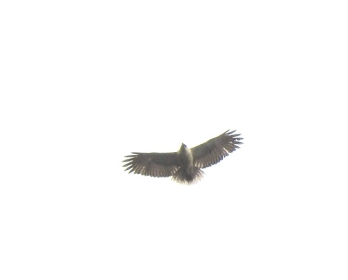 Mantled Hawk (Pseudastur polionotus), photo 6