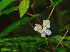 Begonia longifolia