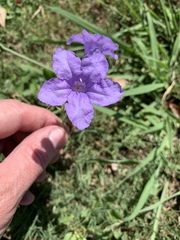 Ruellia nudiflora