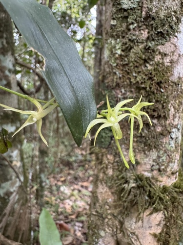 Angraecum calceolus
