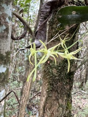 Angraecum calceolus, photograph (c) chrisdt, some rights reserved (CC BY)