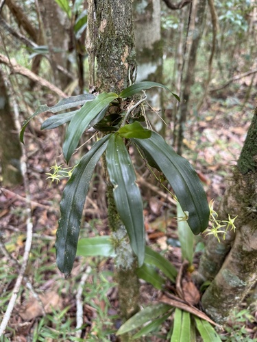 Angraecum calceolus, photograph 3