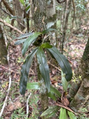 Angraecum calceolus, photograph (c) chrisdt, some rights reserved (CC BY)