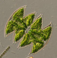 Micrasterias laticeps