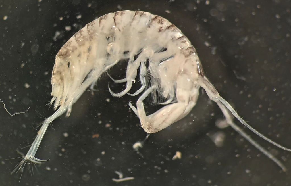 Sinocorophium