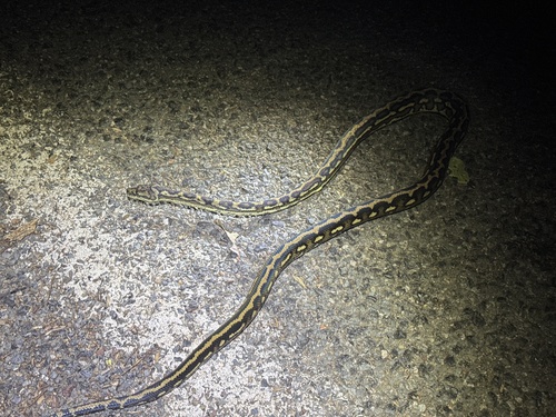 Coastal Carpet Python sighting