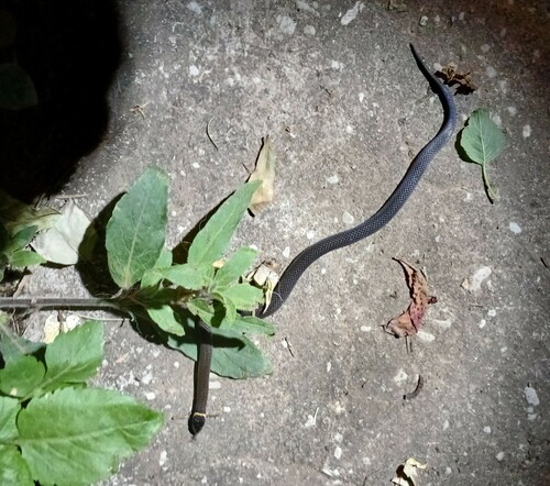 Southern Dwarf Crowned Snake sighting