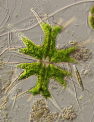 Micrasterias mahabuleshwarensis