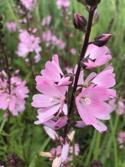 Sidalcea hendersonii